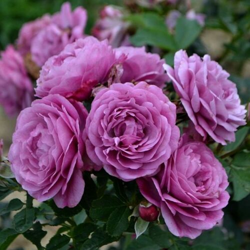 Rose-Thelma-002-500x500 | ЛПХ питомник роз "ГАРАНТ"