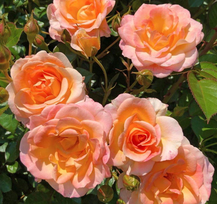 af306424 | ЛПХ питомник роз "ГАРАНТ"